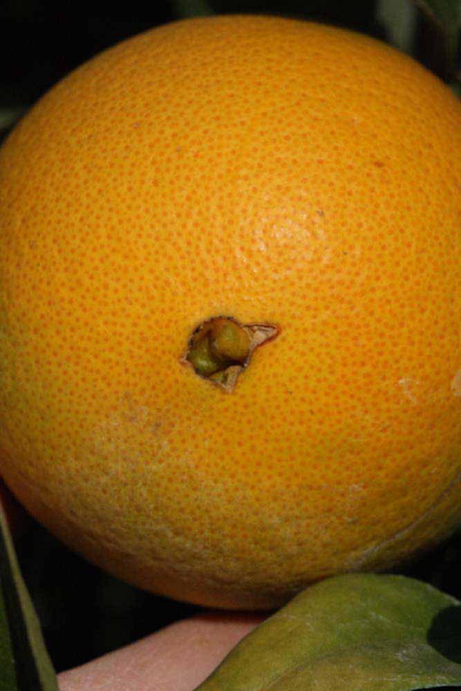            Fruit (Riverside, CA)   